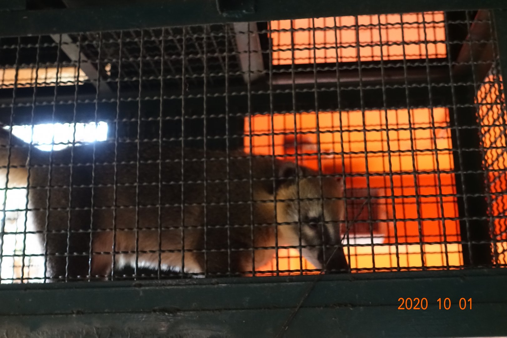 South American Coati (Nasua nasua)
