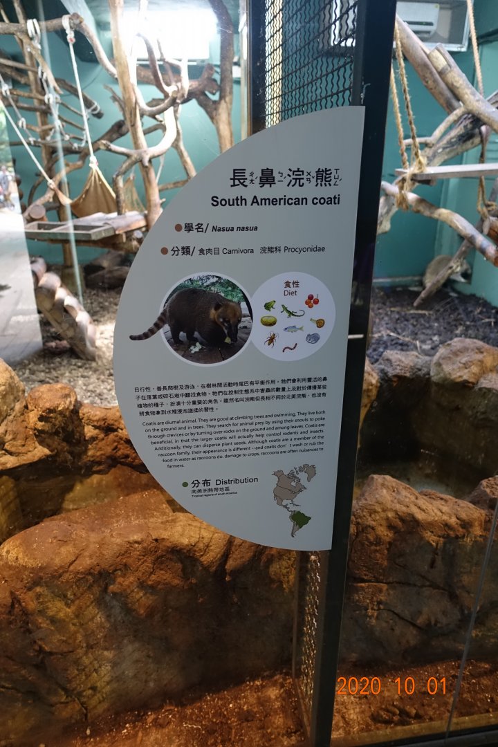 South American Coati (Nasua nasua)