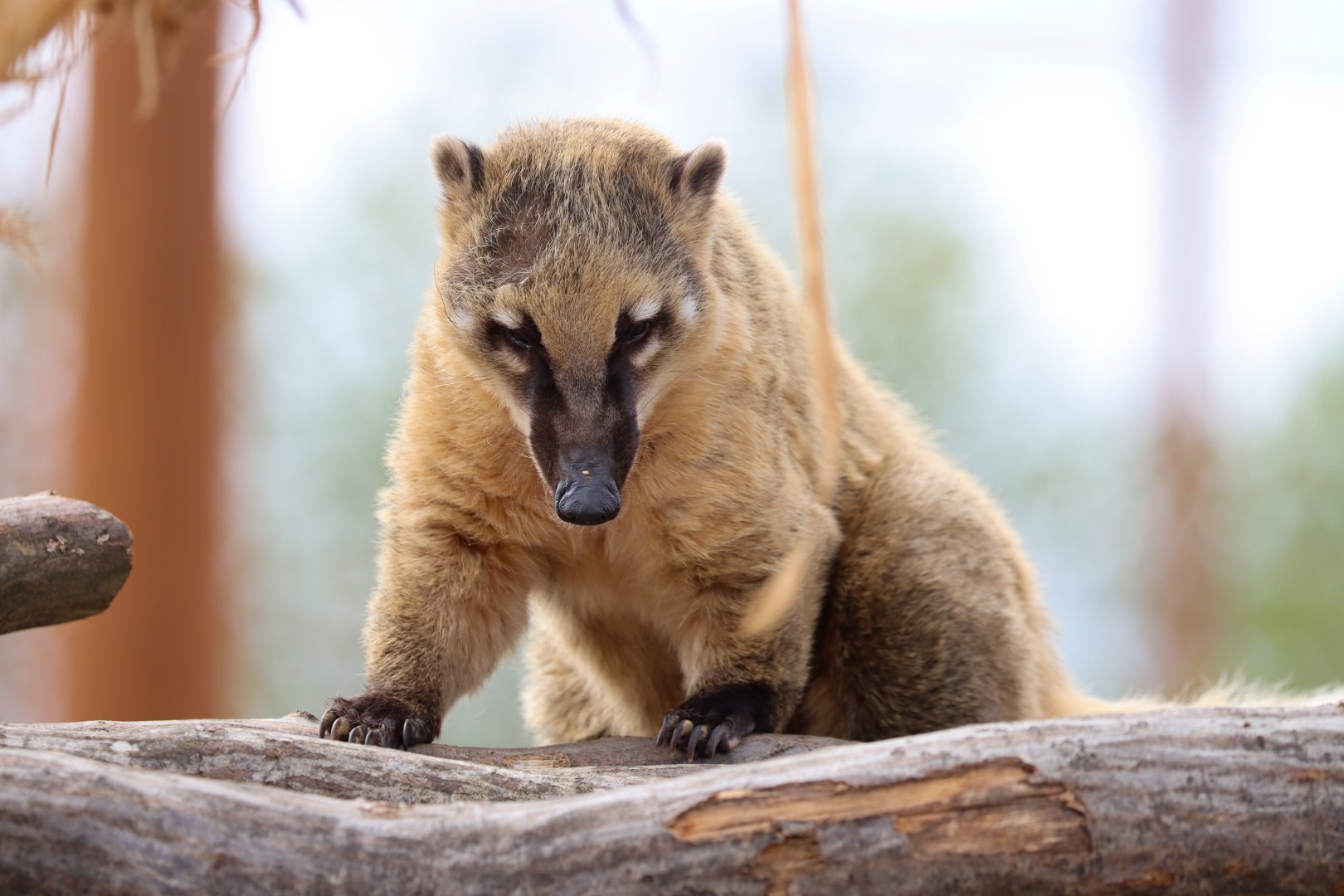 South American coati (Nasua nasua)