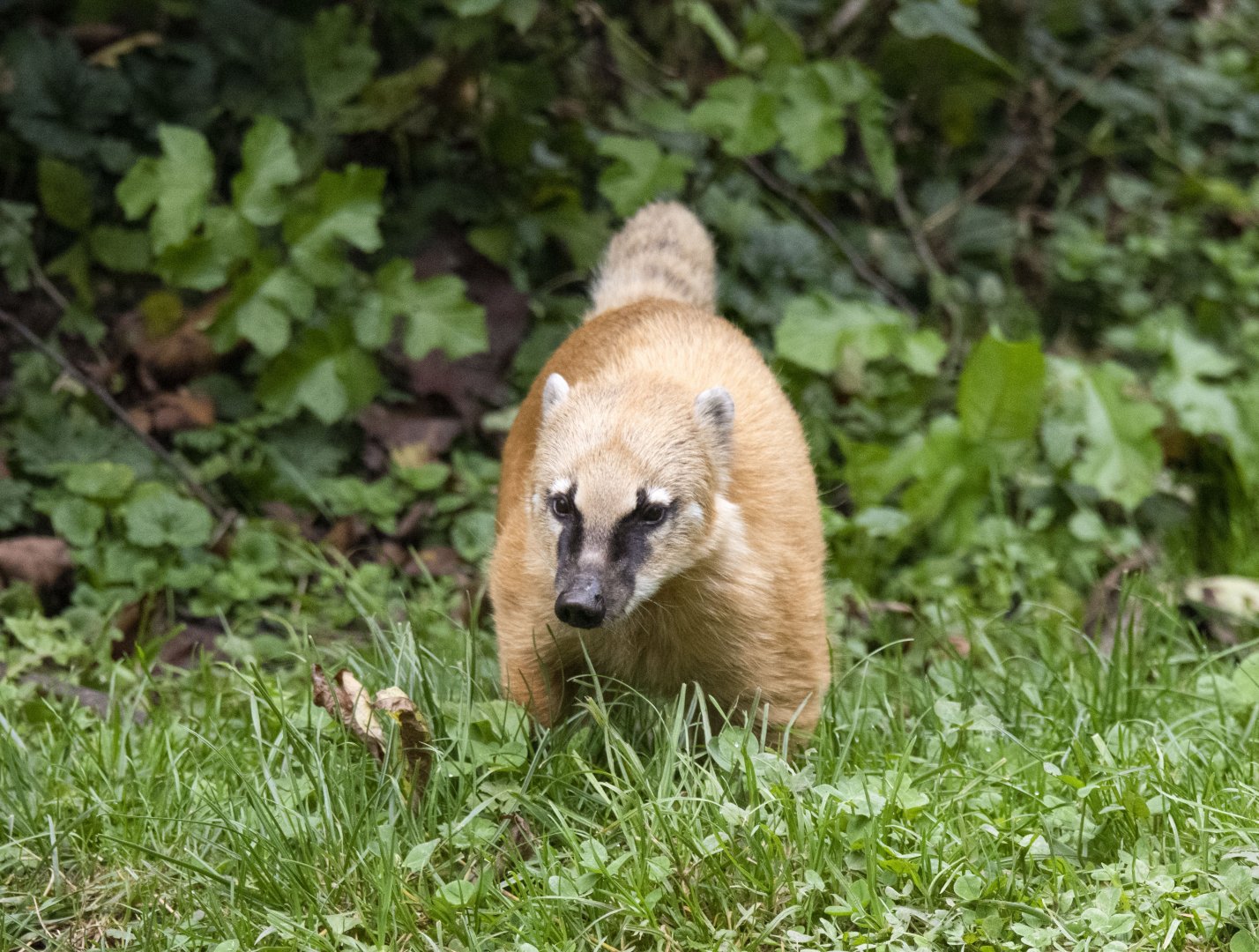 South American coati (Nasua nasua)
