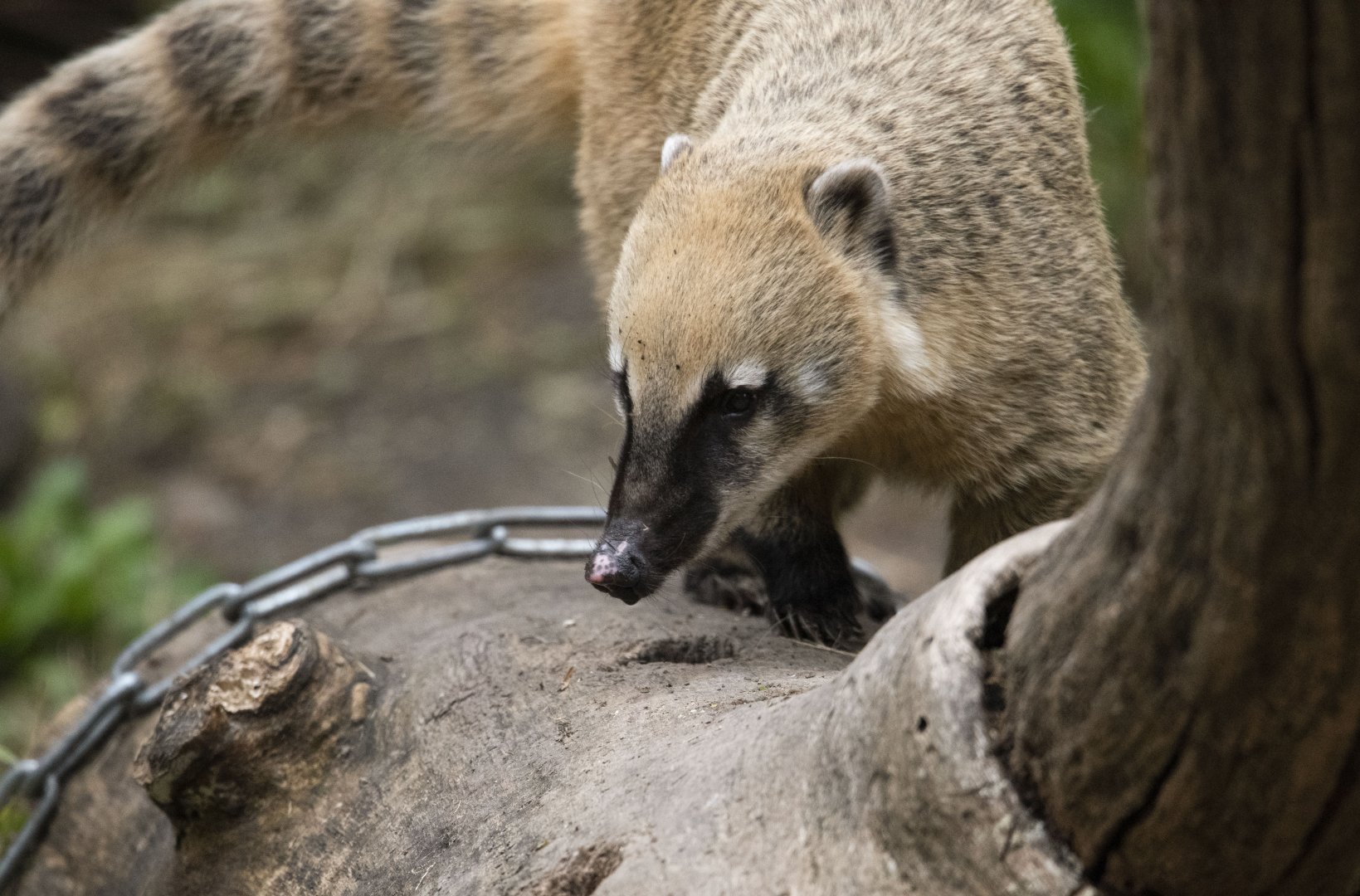 South American coati (Nasua nasua)