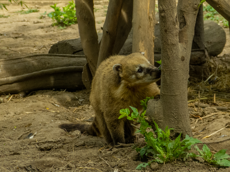 South American coati (Nasua nasua)