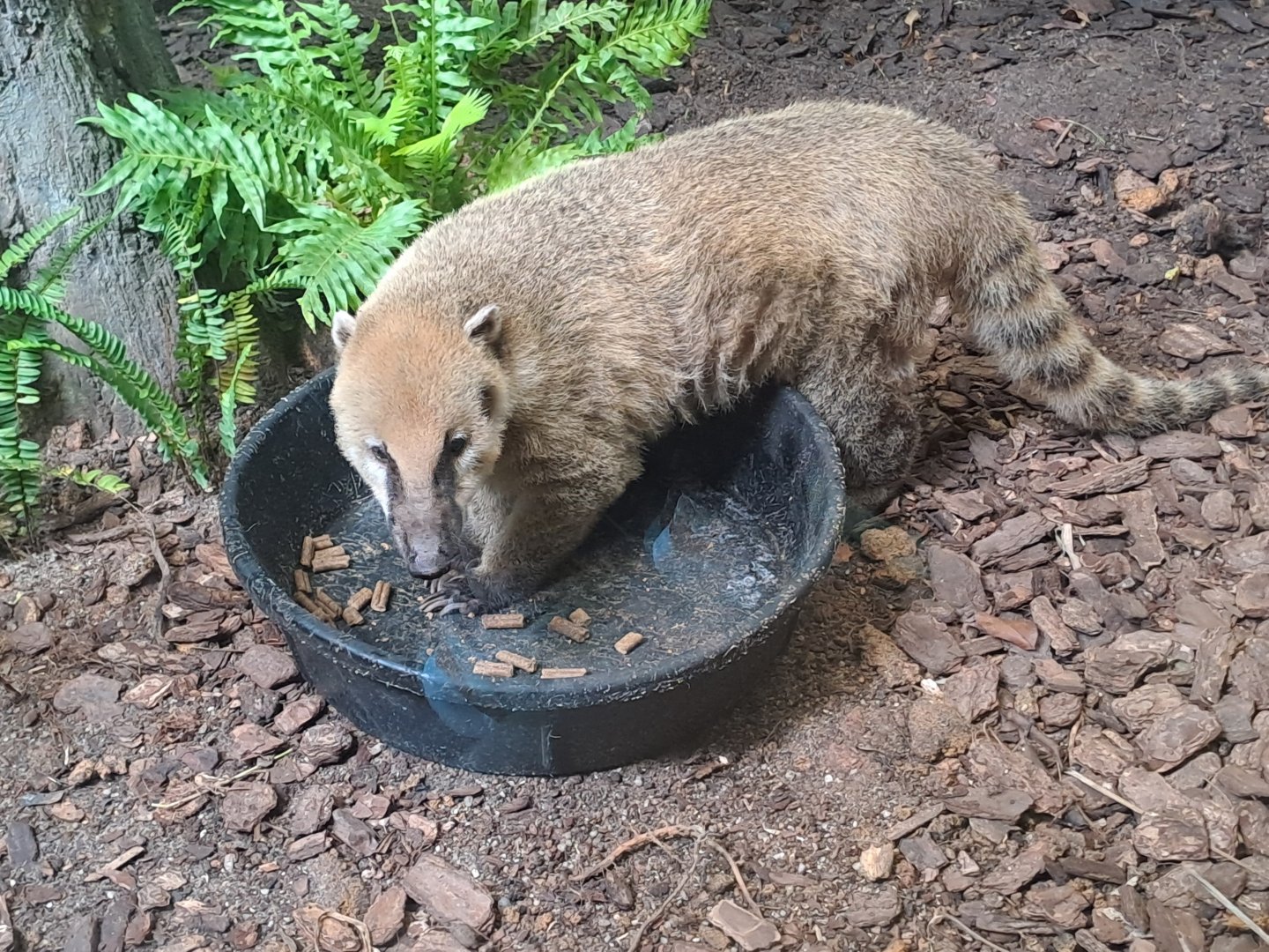 South American Coati (Nasua nasua)