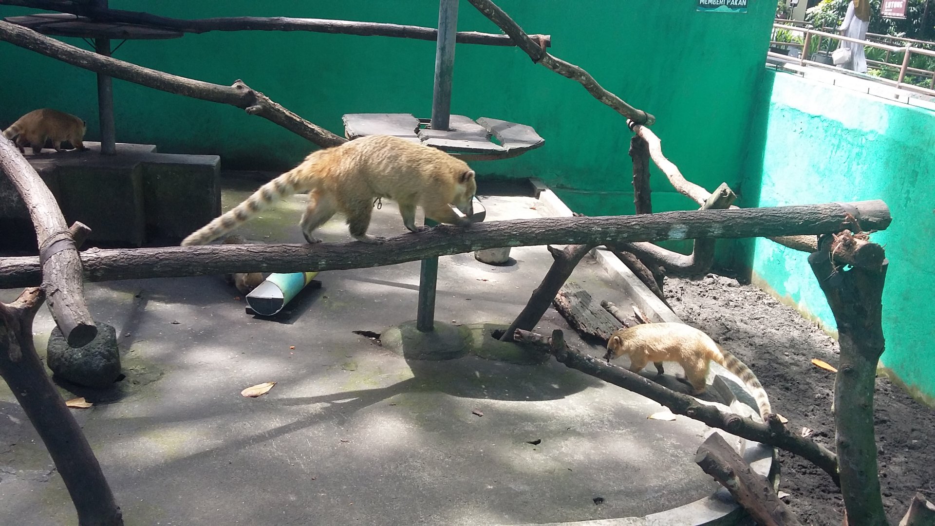 South American coati (Nasua nasua)