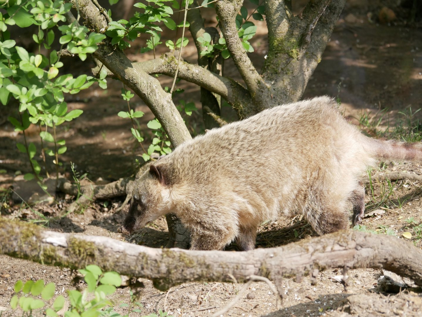 South American coati (Nasua nasua)