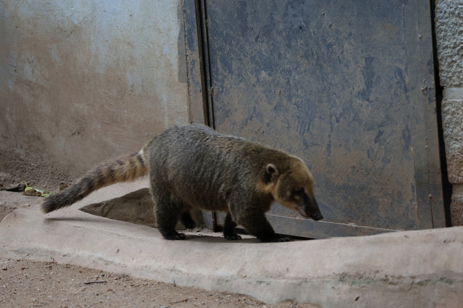 South american coati (Nasua nasua)