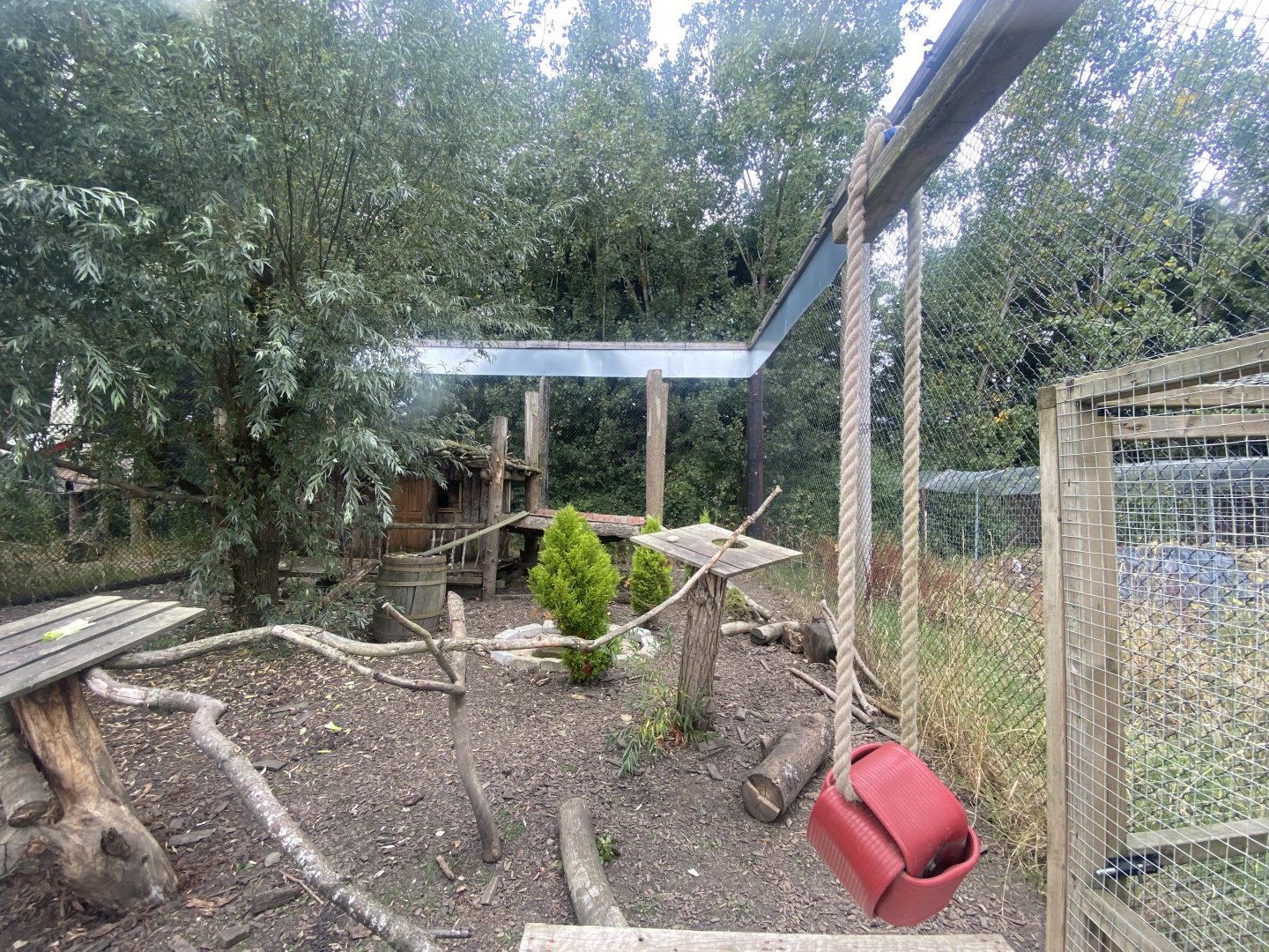 South American coati/Northern raccoon exhibit 040824