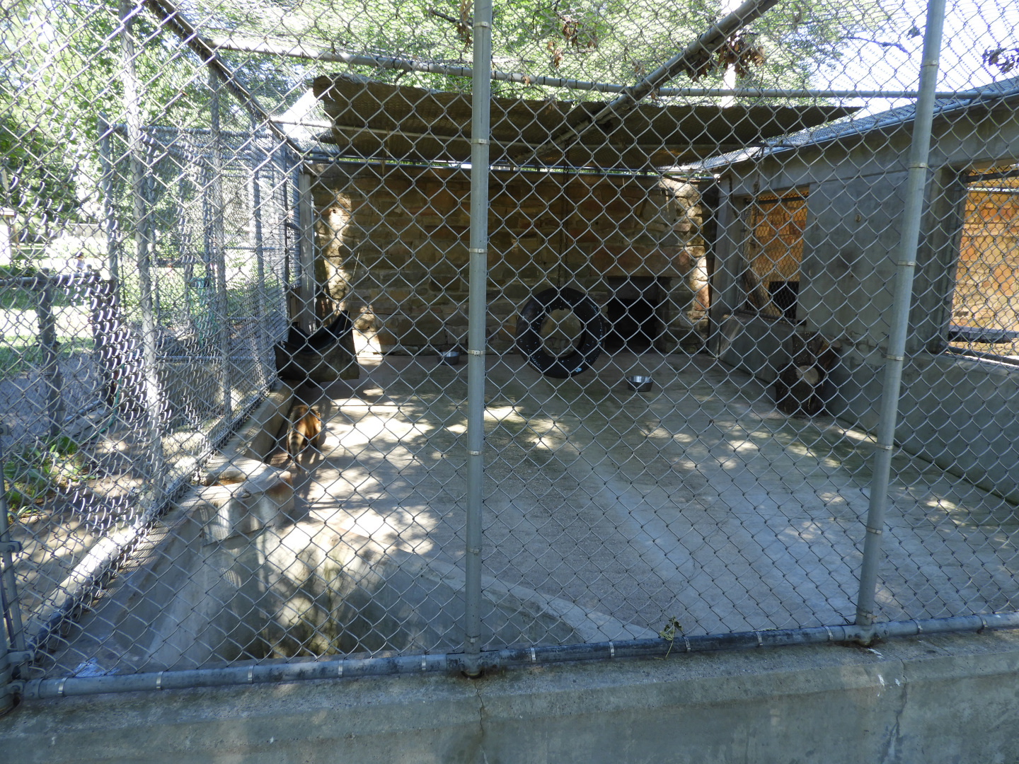 South American Coati outdoor exhibit - Wisconsin Rapids Municipal Zoo