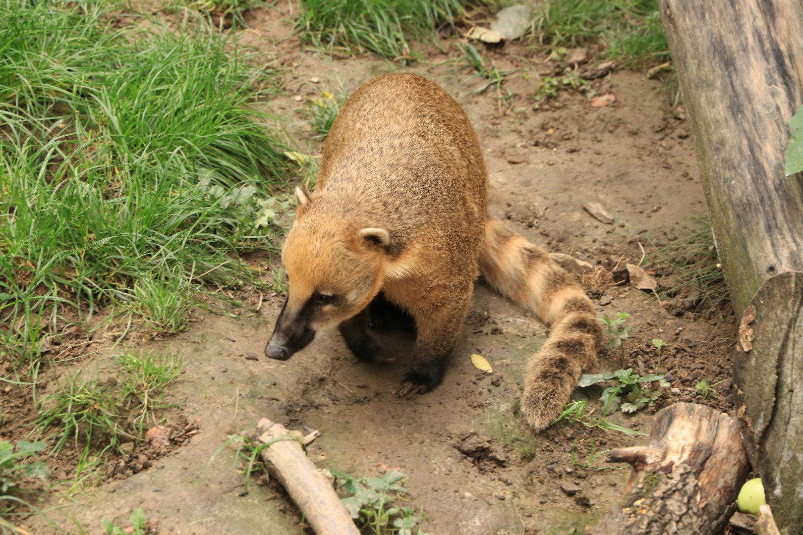 South American coati (September 2019)