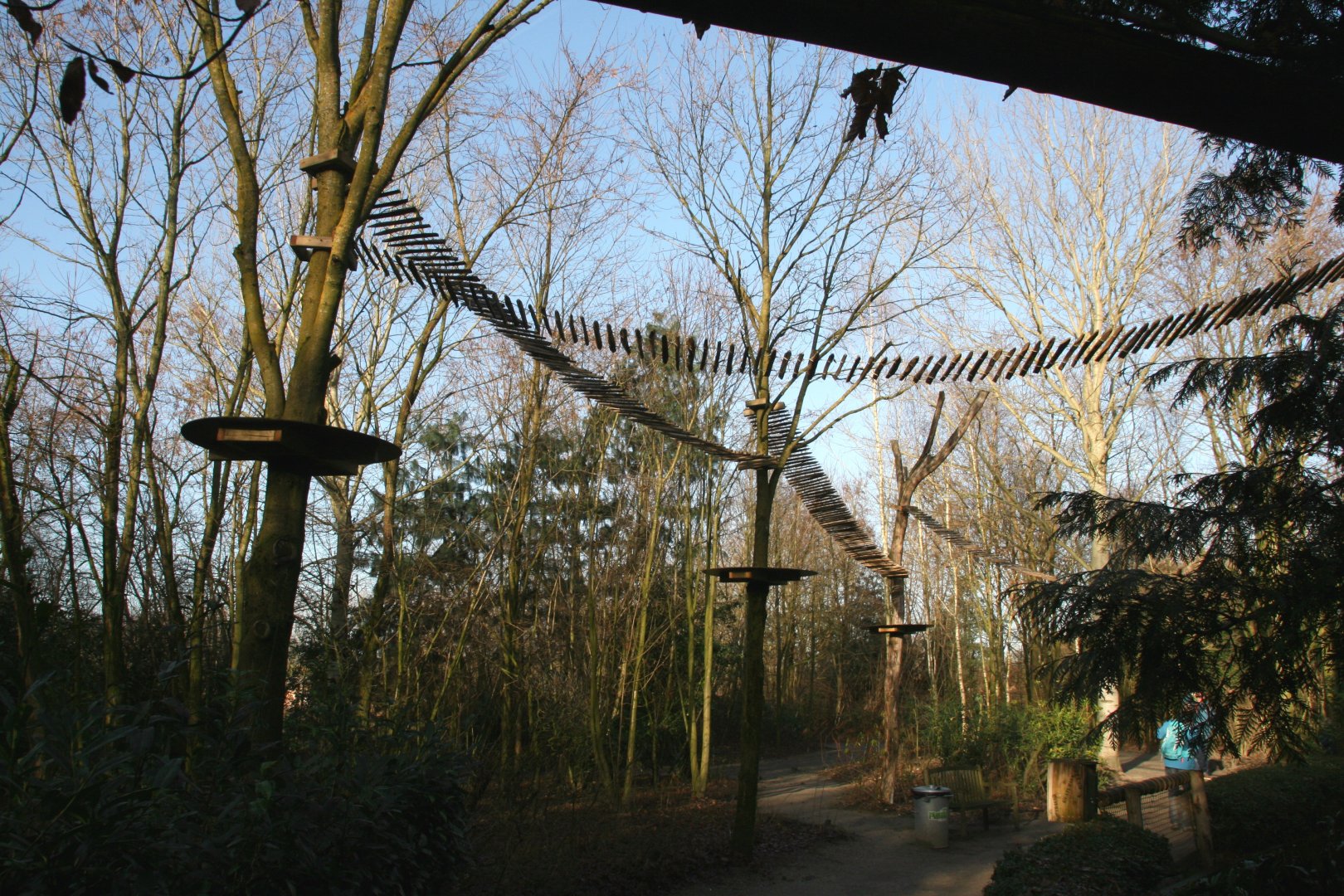 South American coati tree walkway over the visitor walkway