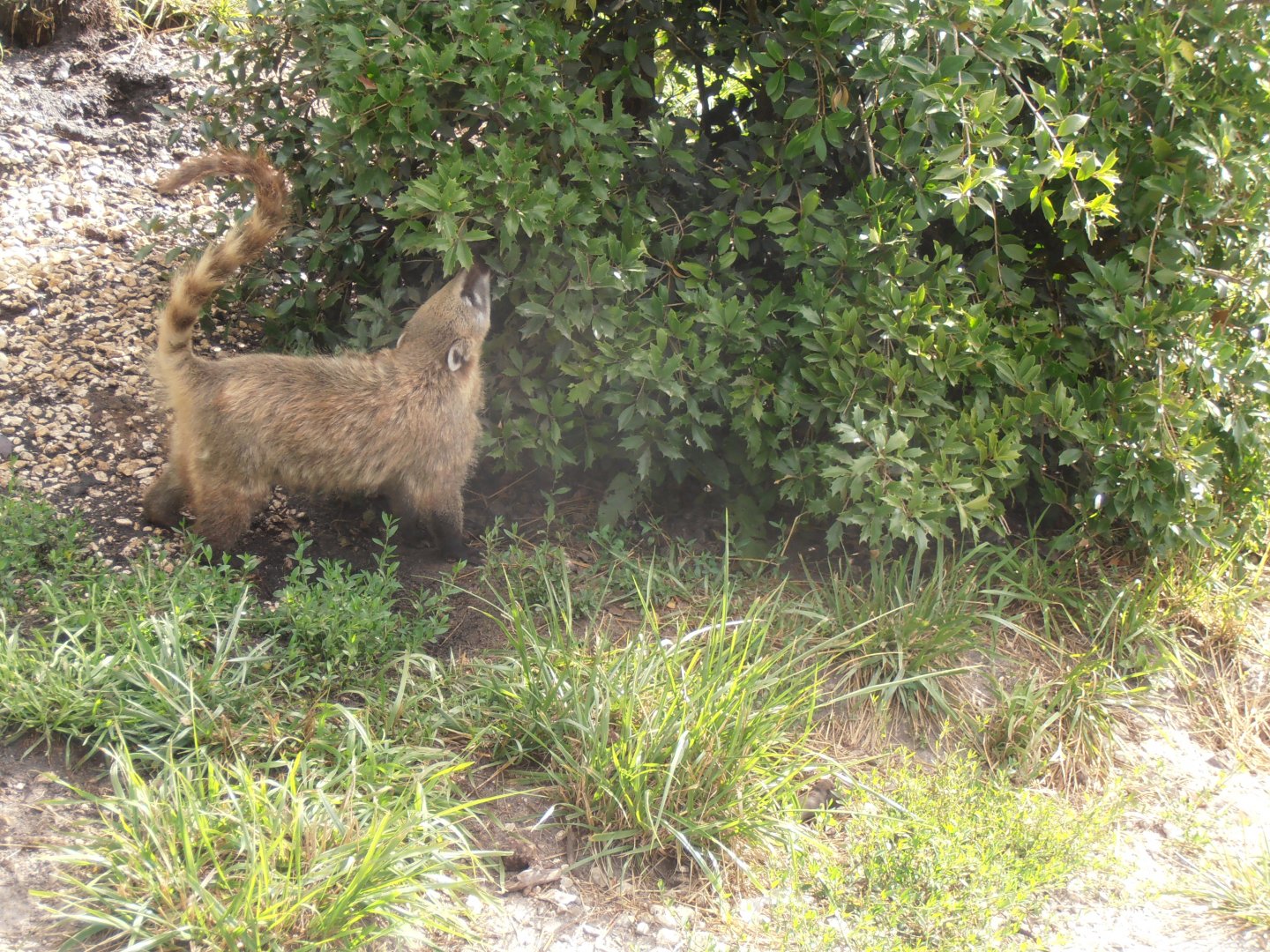 South american coati-Zoo Bassin D'Arcachon (2012)