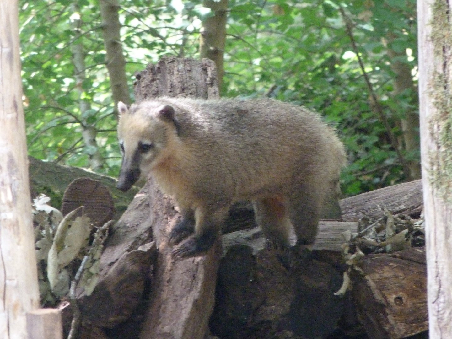 South American coati -Zoodyssée (2025)