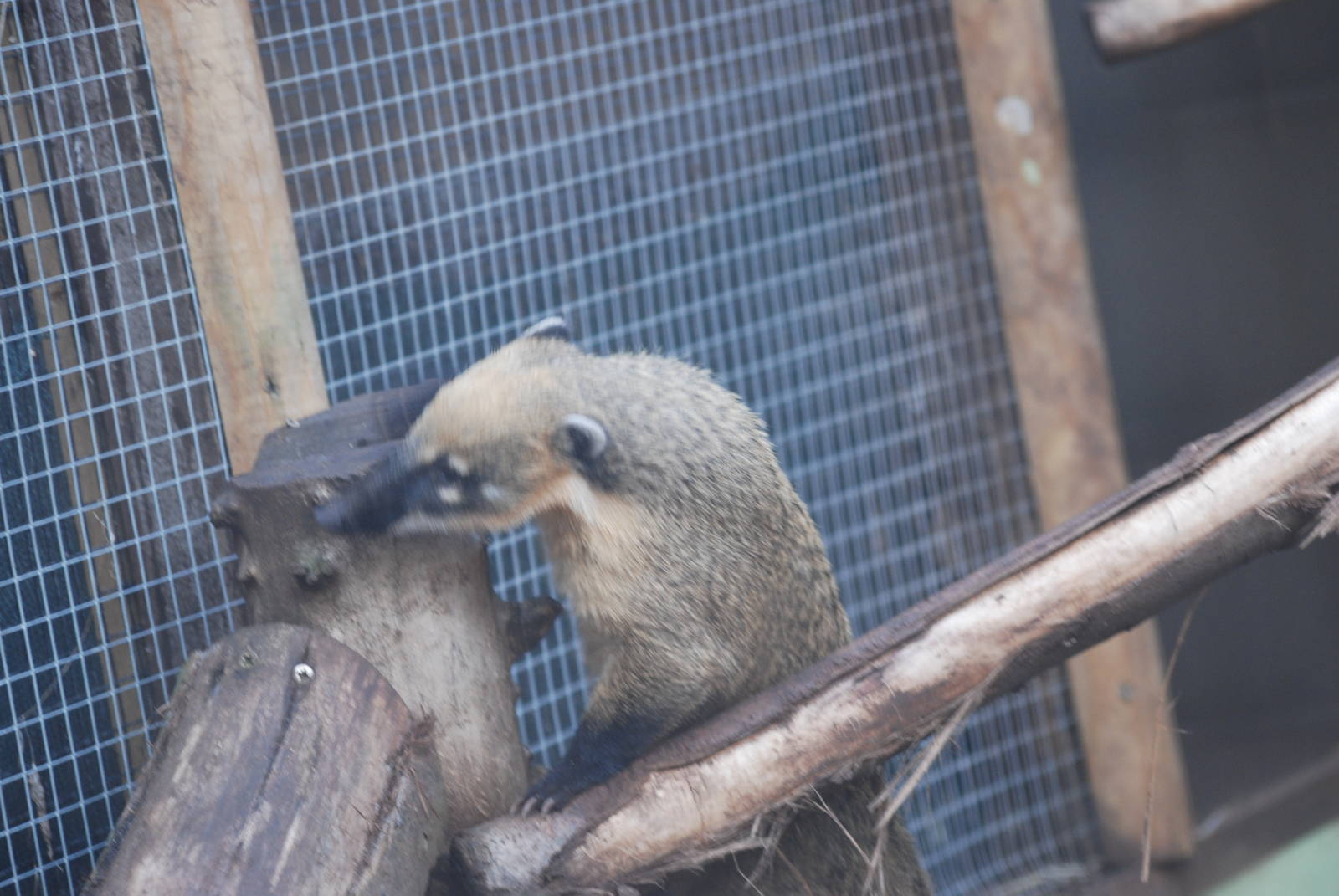 South American coati