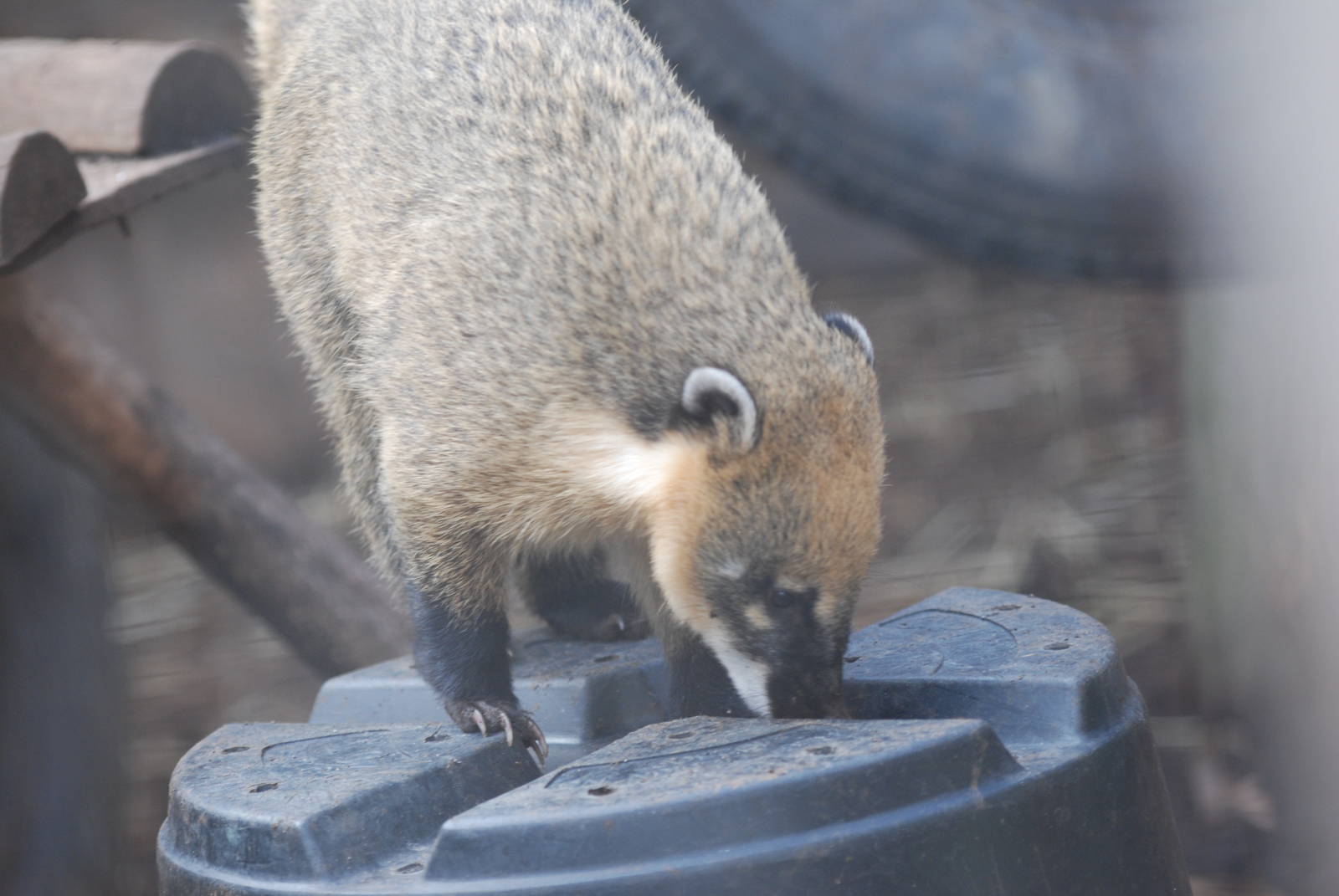 South American coati