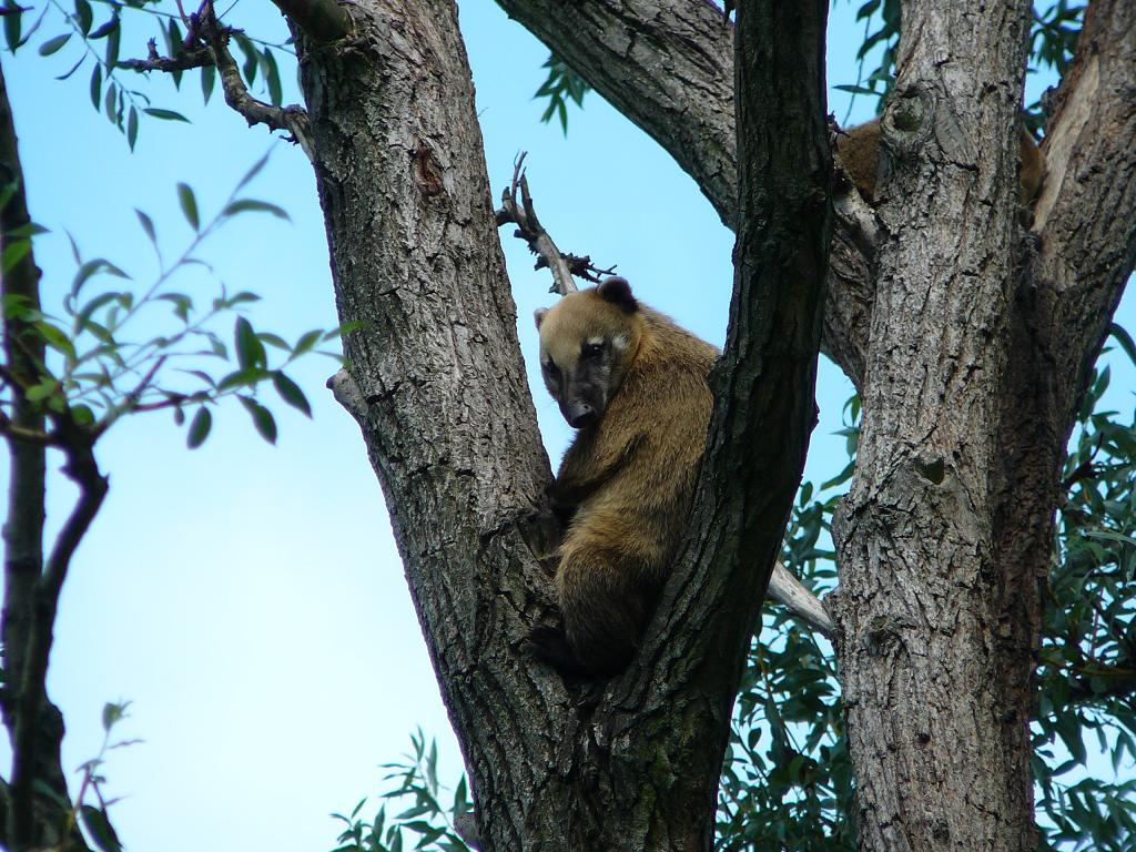 South American Coati