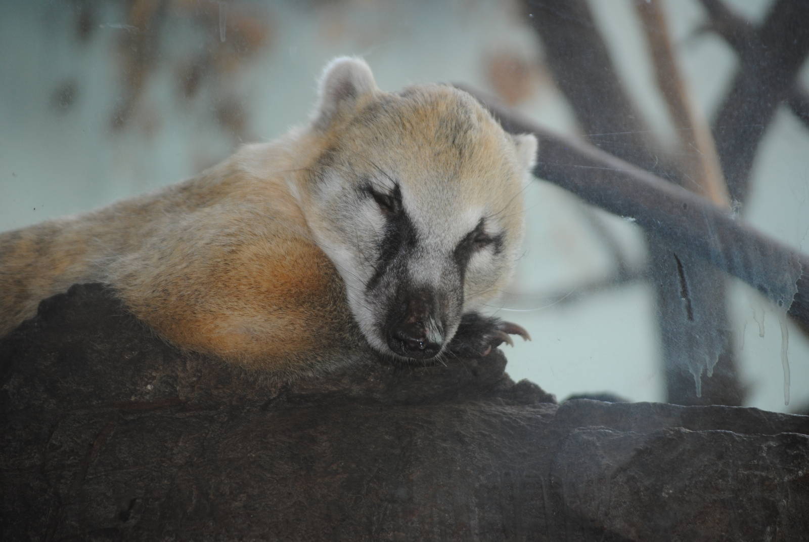 South American Coati