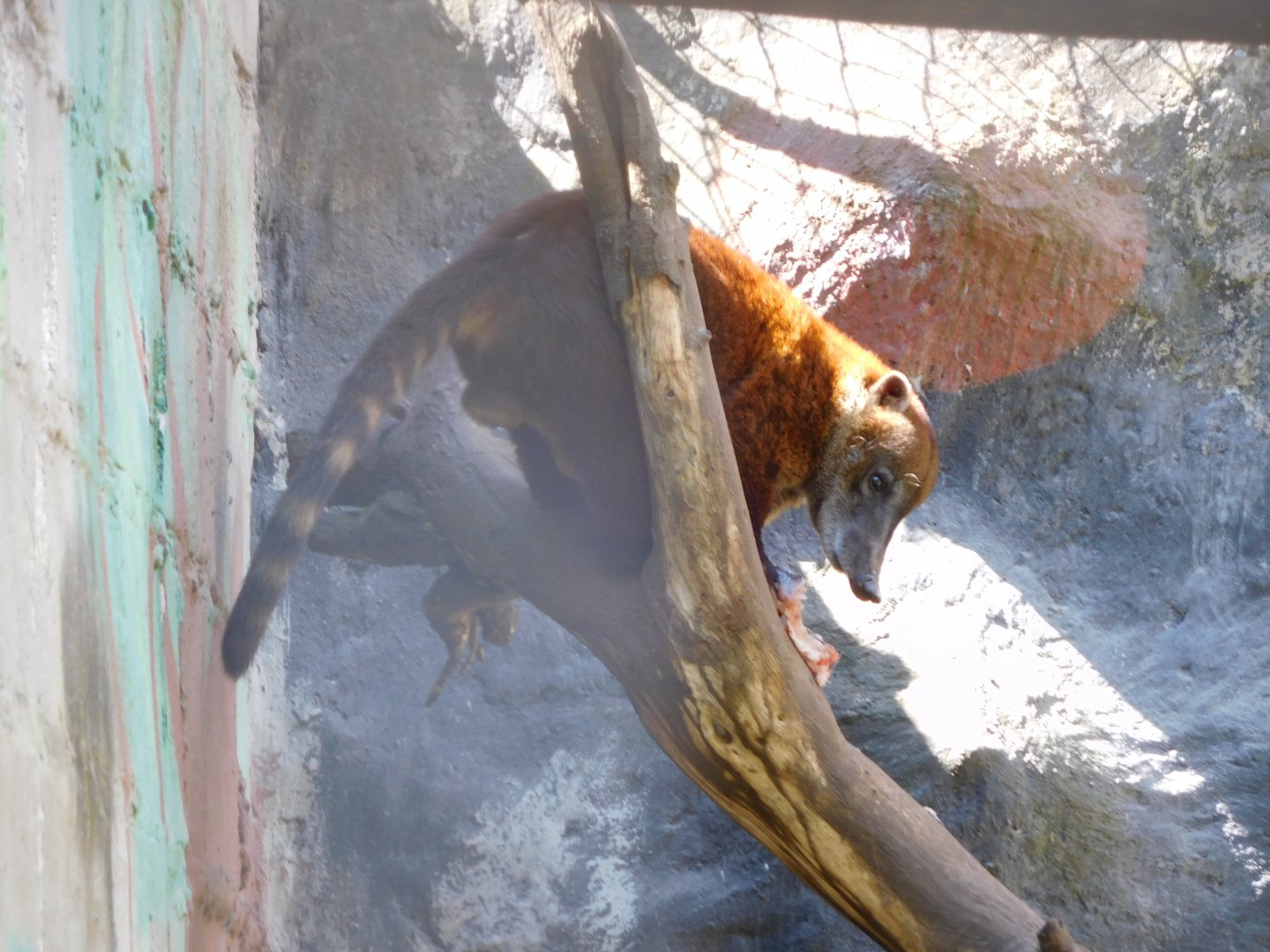 South American Coati