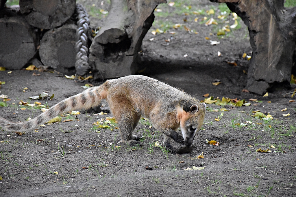 South American coati