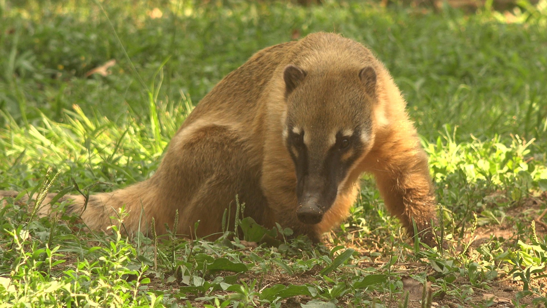 South American Coati
