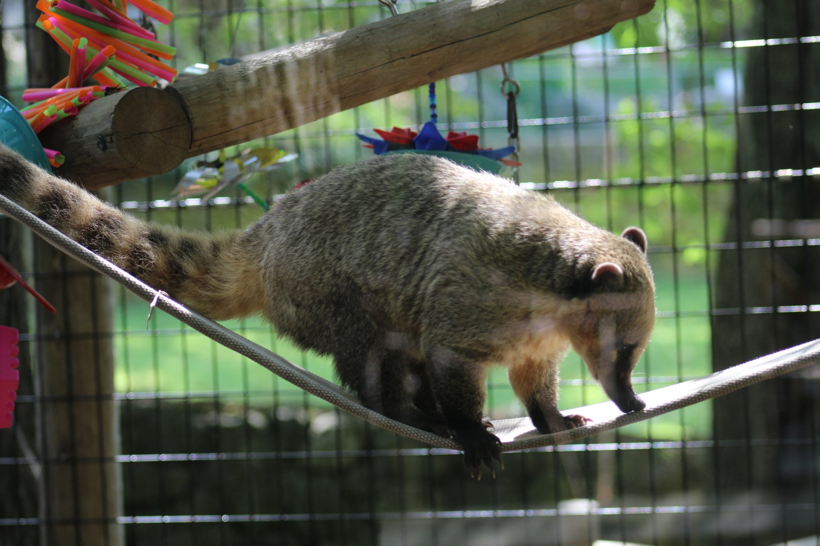 South American Coati