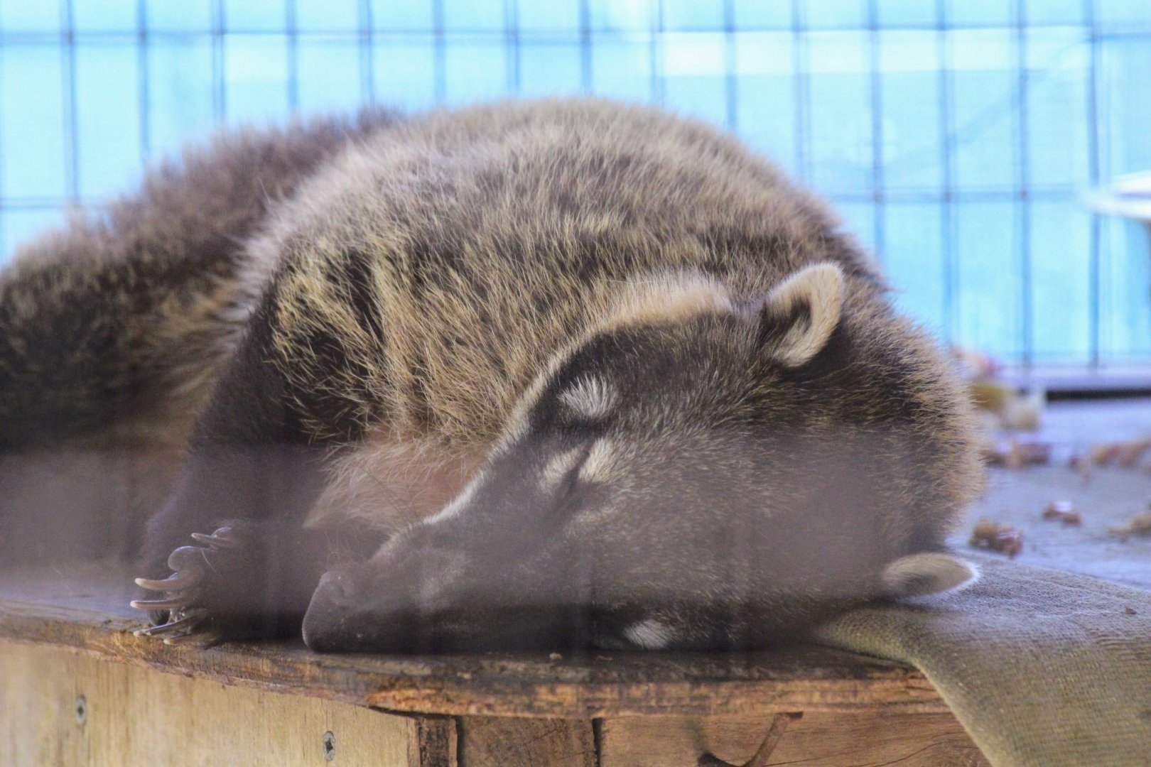 South American Coati