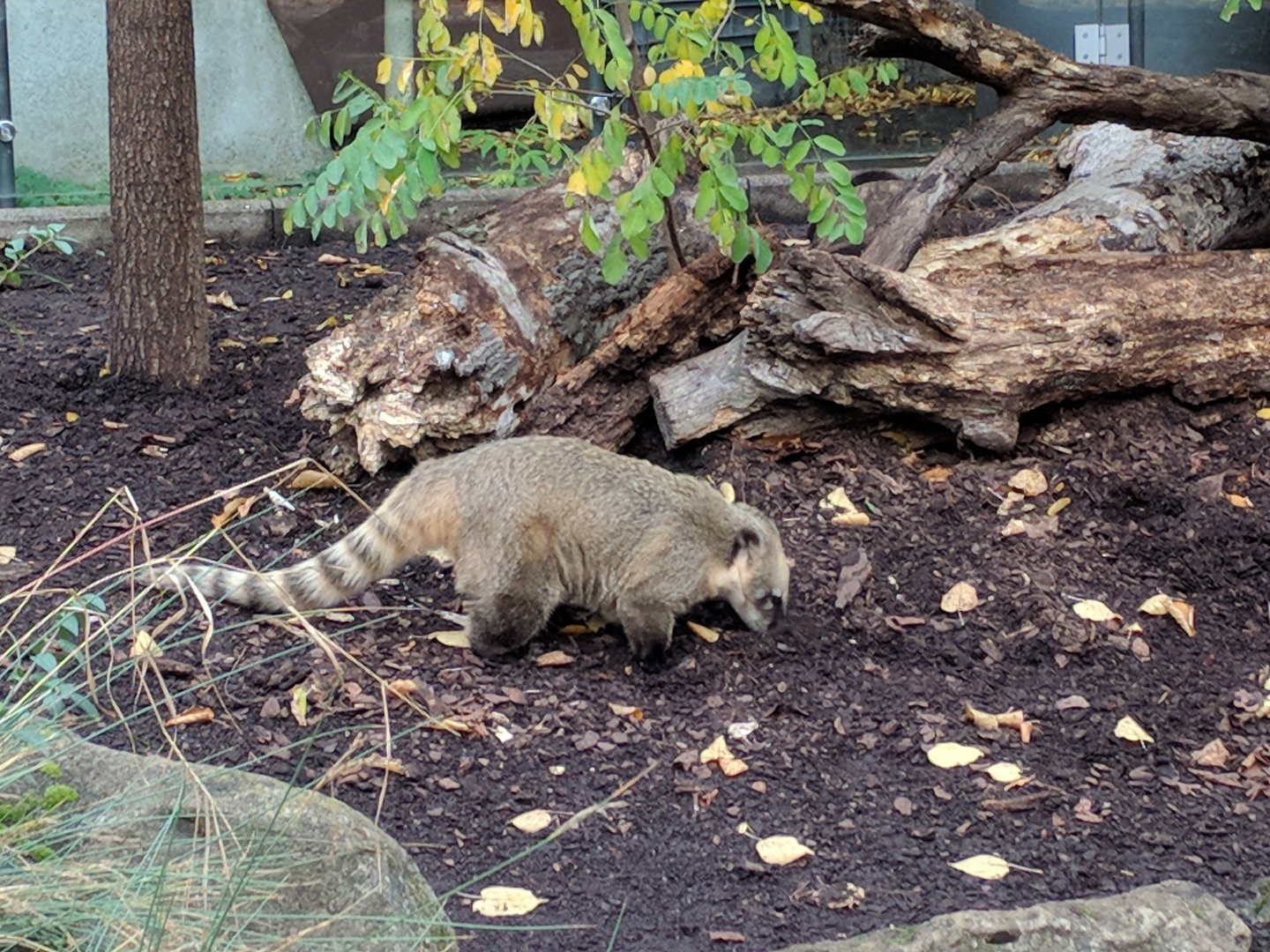 South American coati