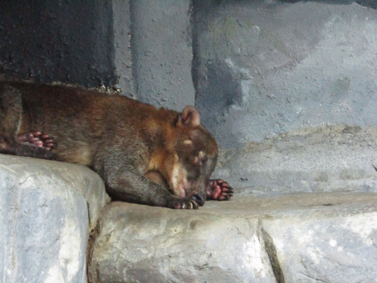 South American Coati