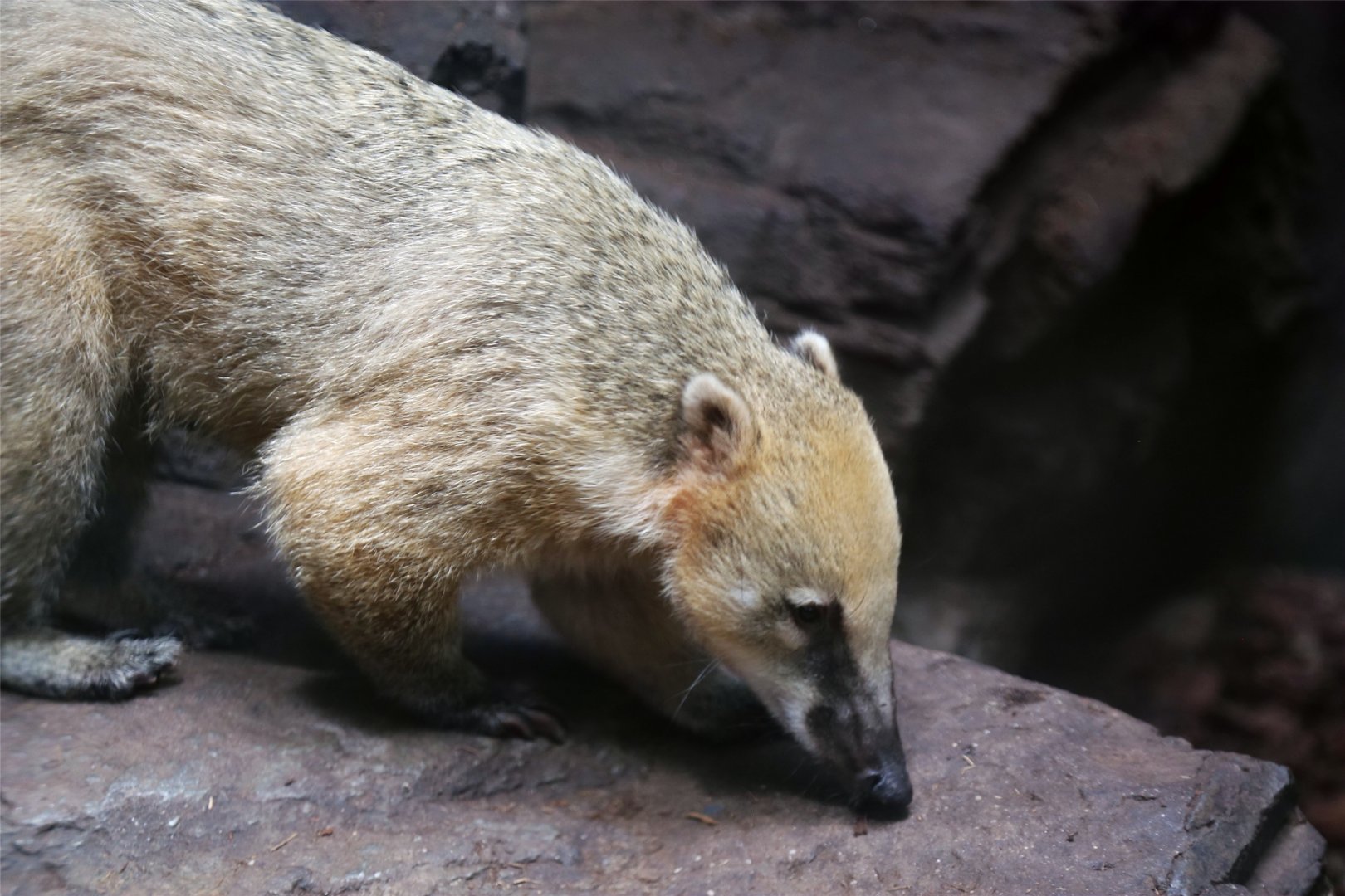 South American Coati
