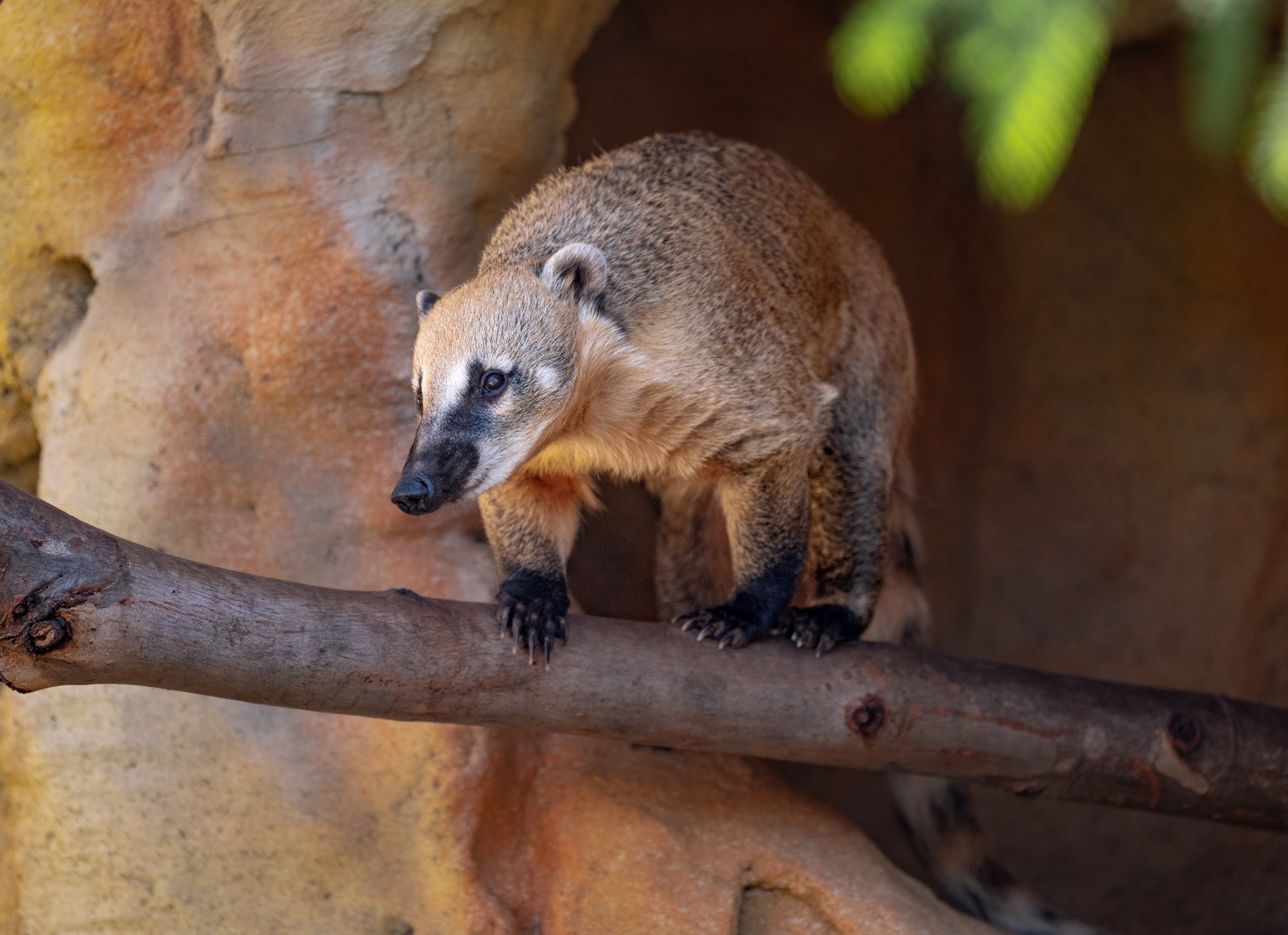 South American Coati