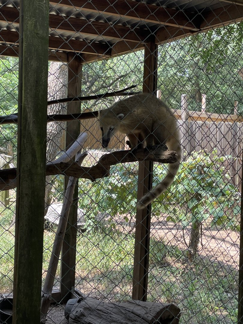 South American Coati