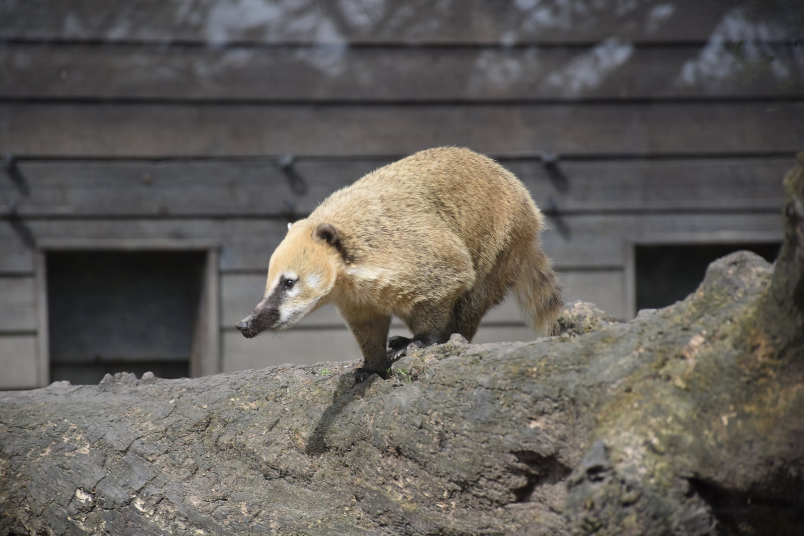 South American coati