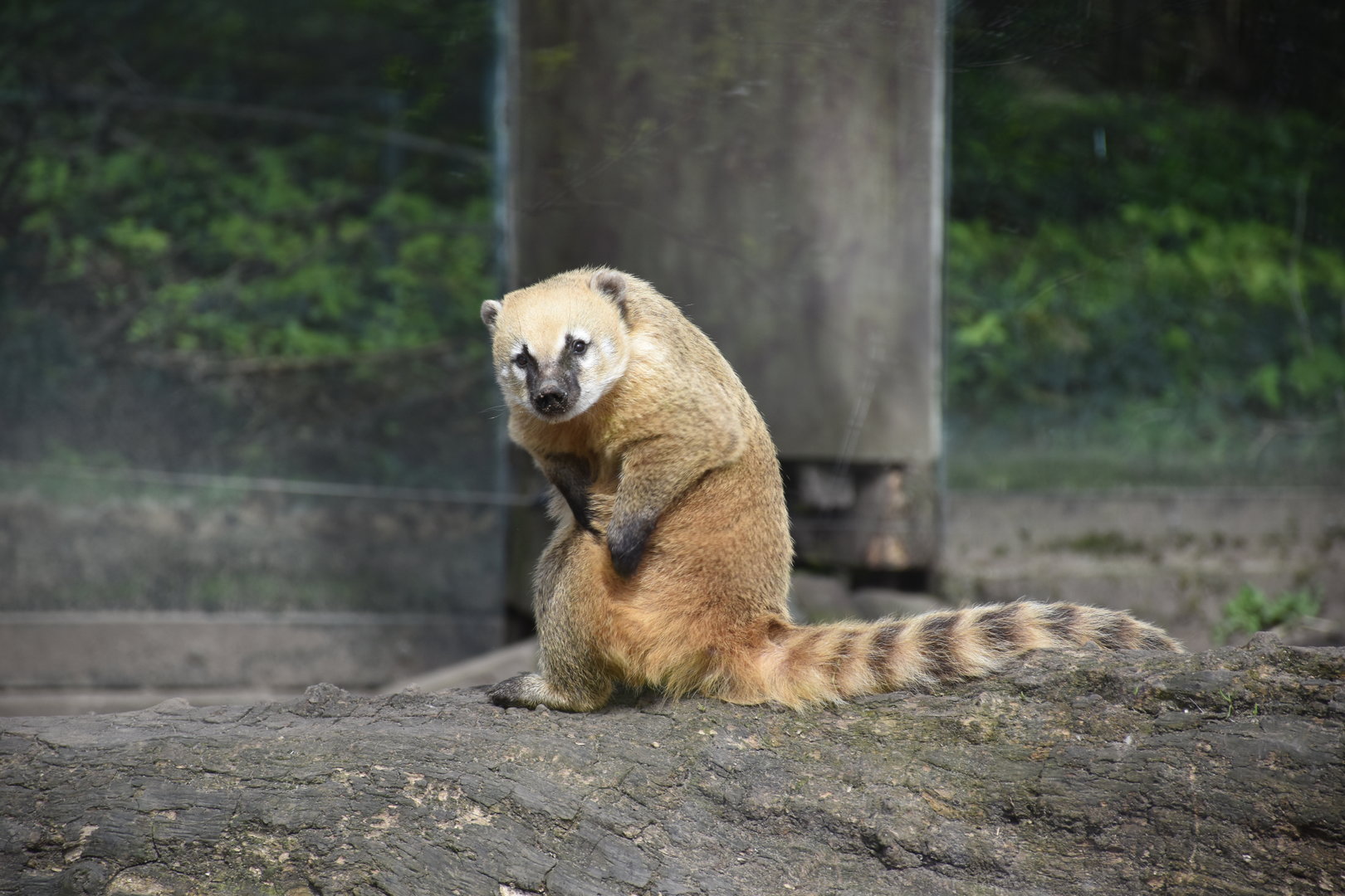 South American coati