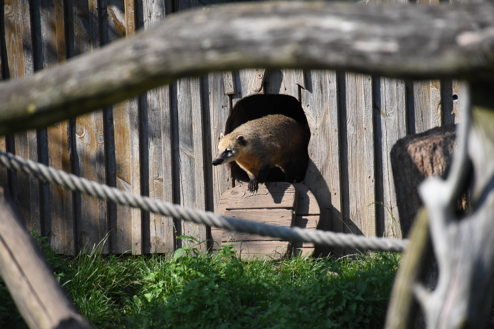 South American coati