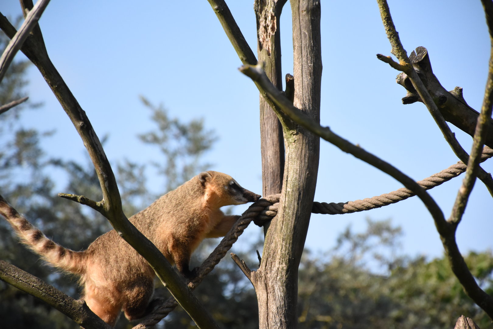 South American coati