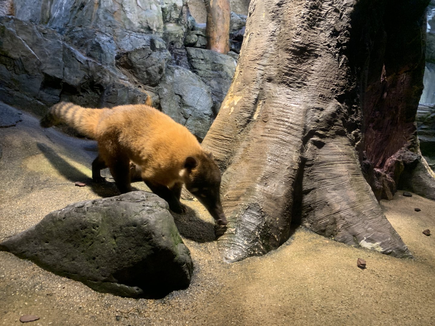 South American Coati