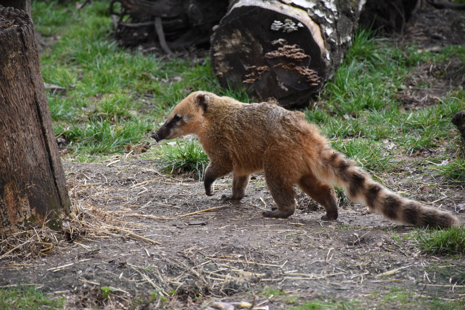 South American coati