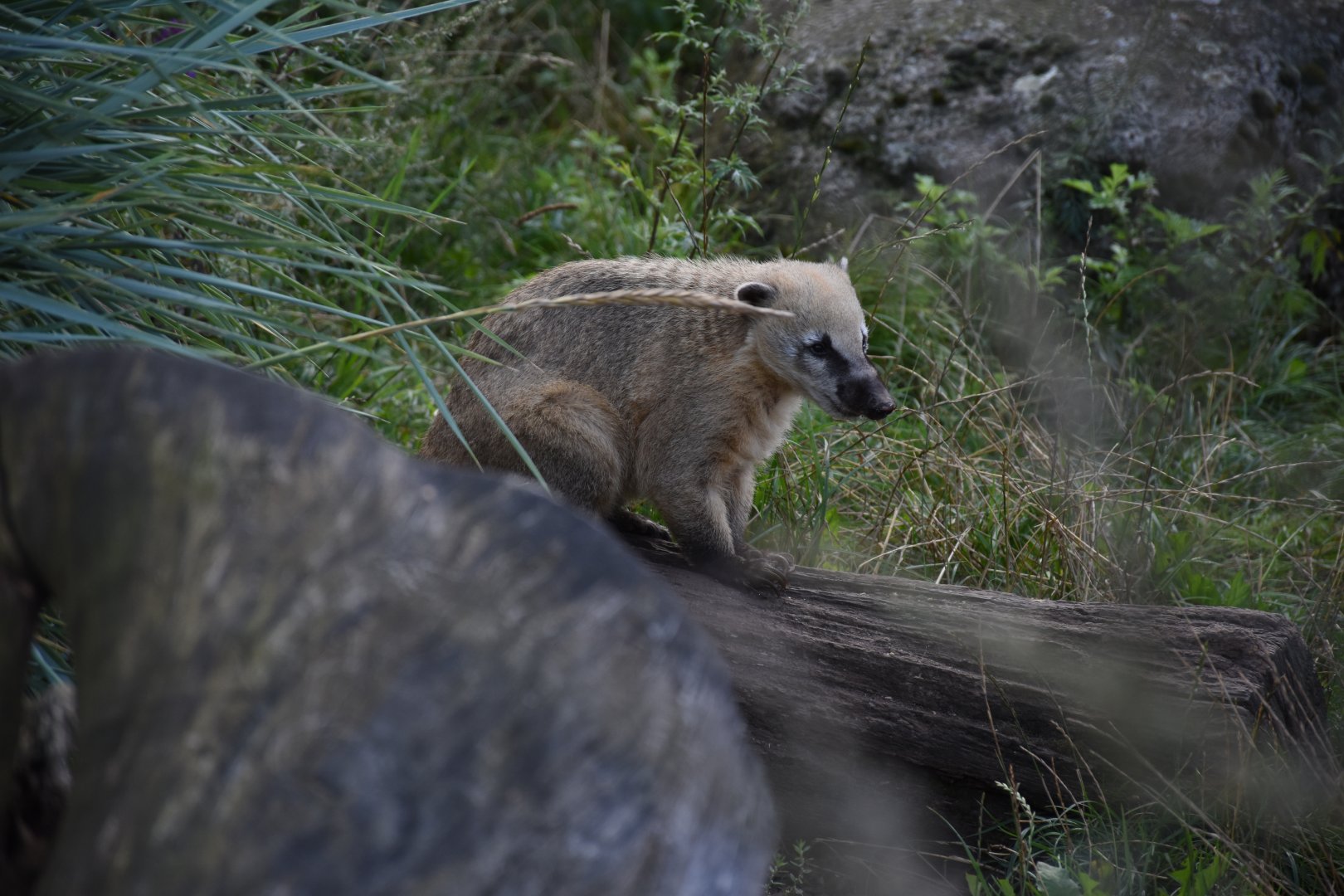 South American coati