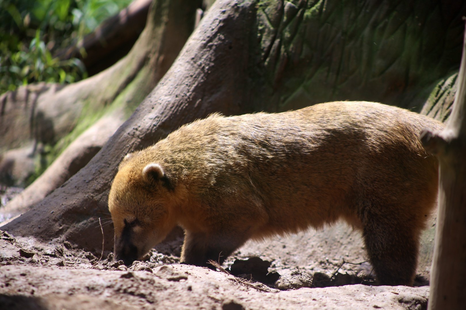 South American Coati