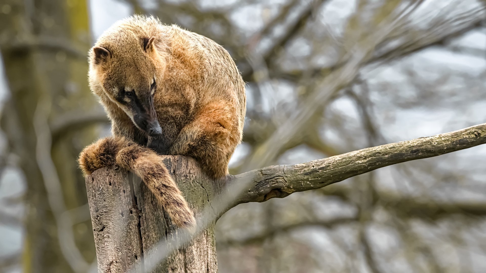 South American Coati