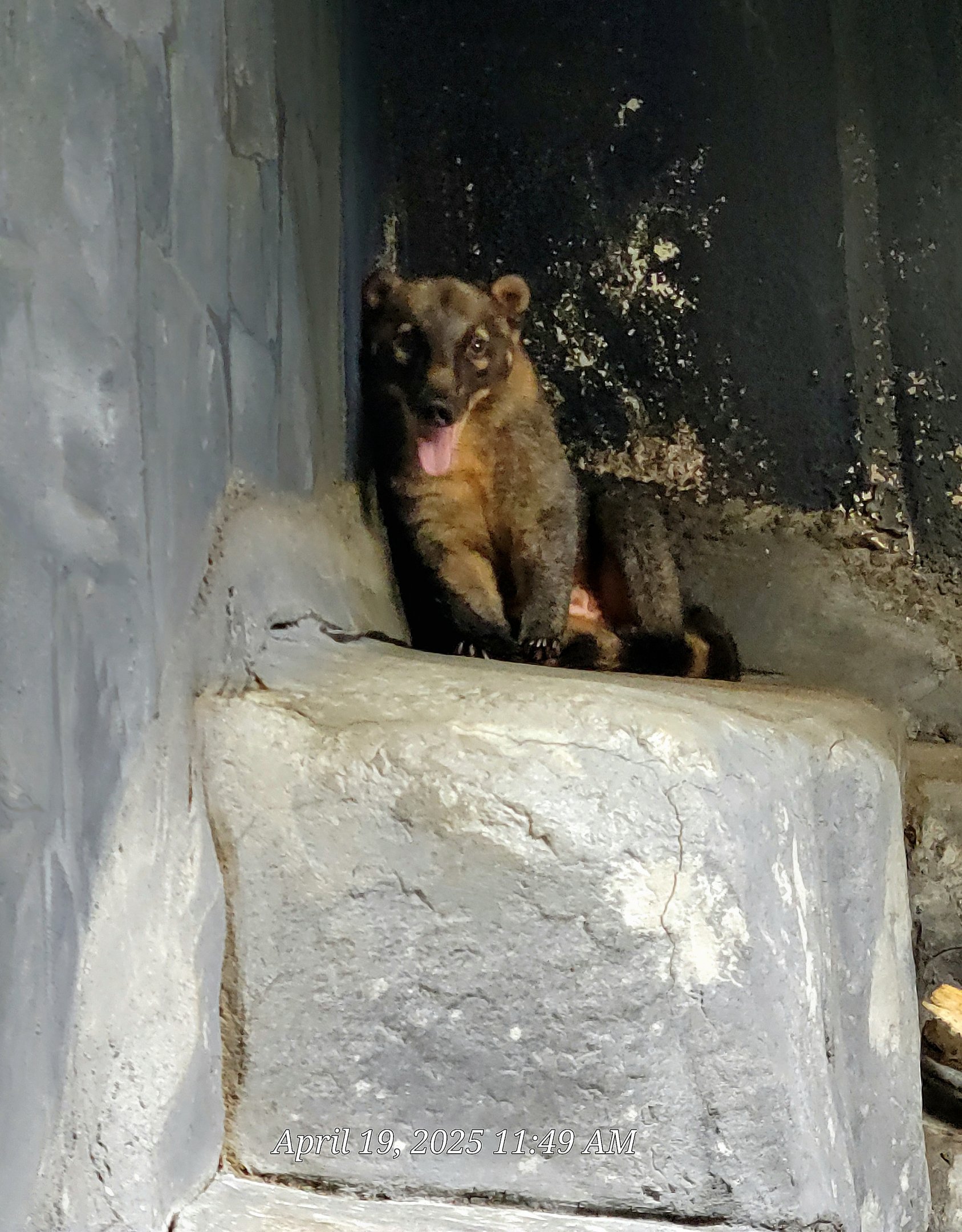 South American Coati
