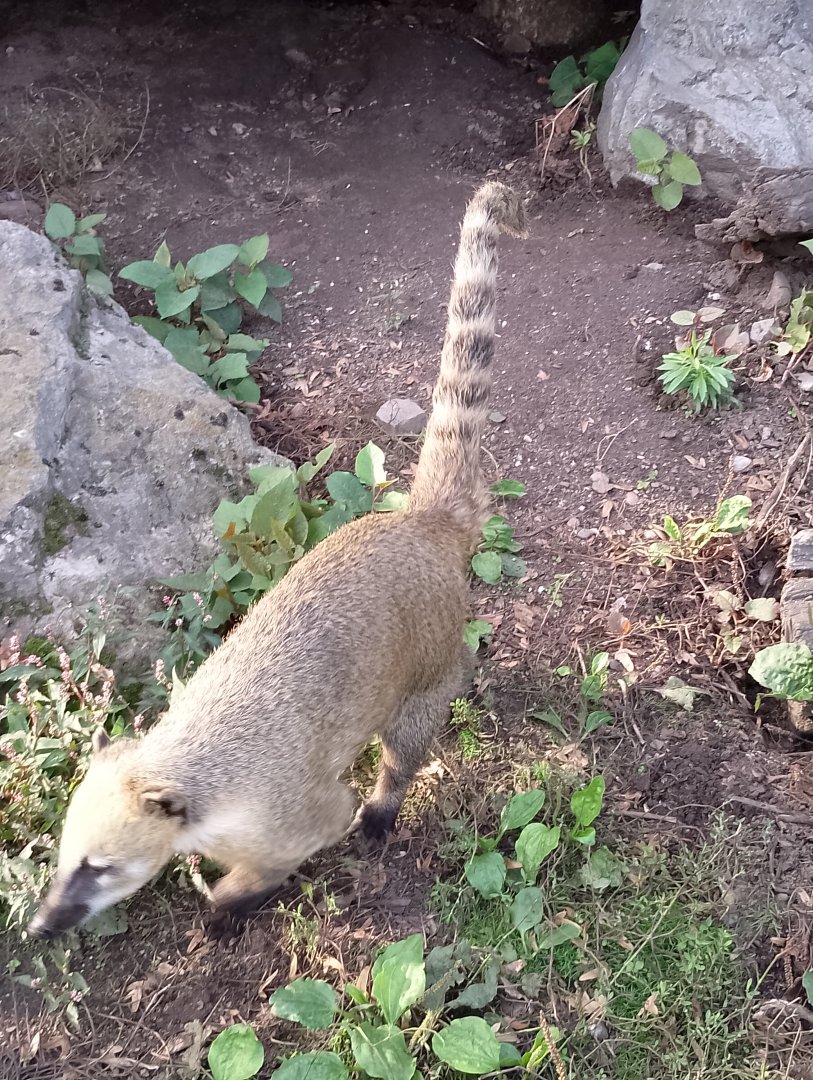 South American coati