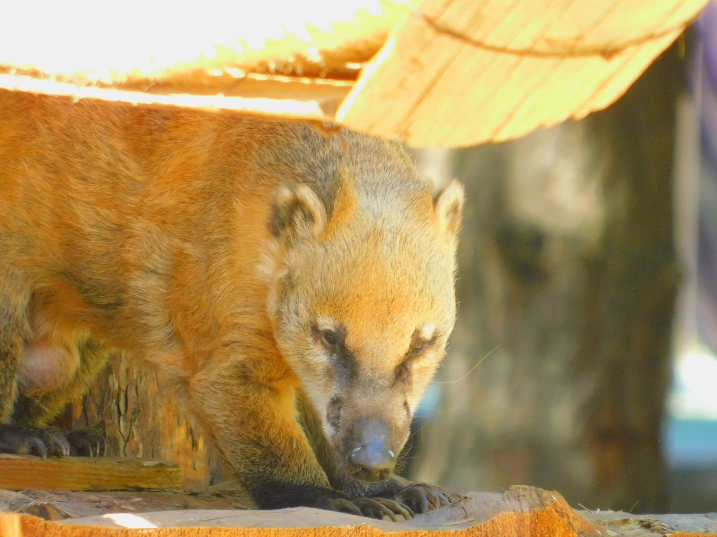 South American Coatimundi