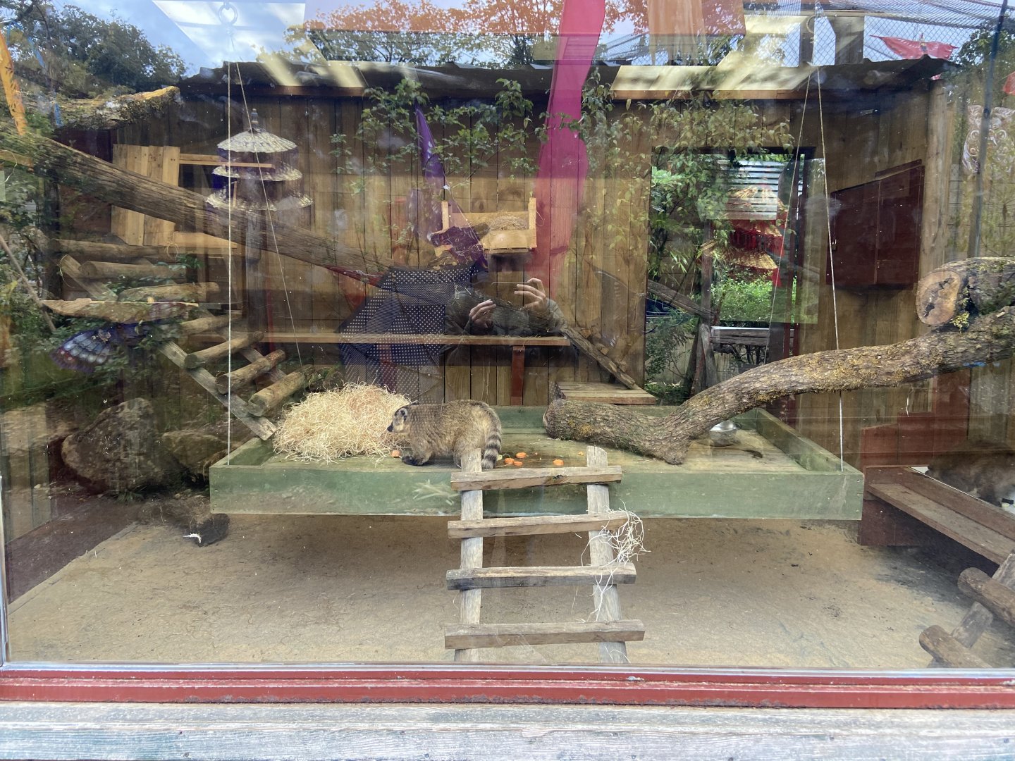 South American coatis indoor exhibit