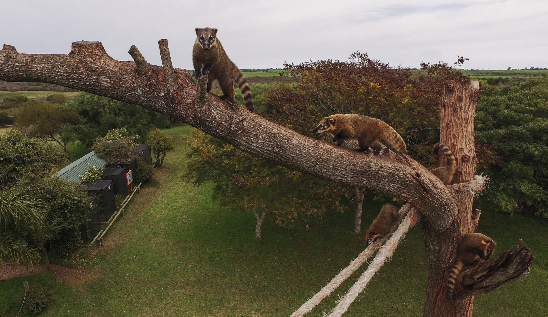 South American coatis