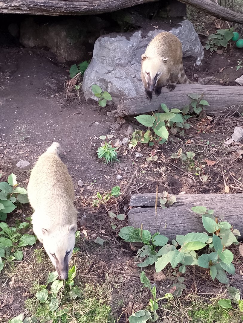 South American coatis