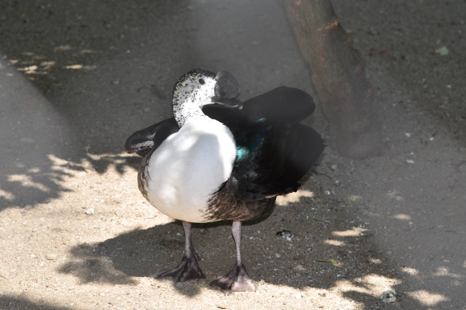 South American comb duck/ Sarkidiornis melanotos sylvicola