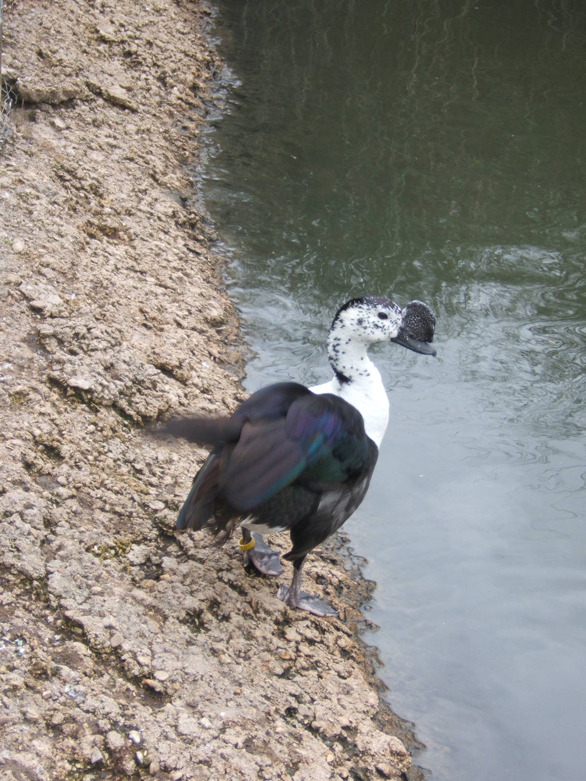 South American Comb Duck