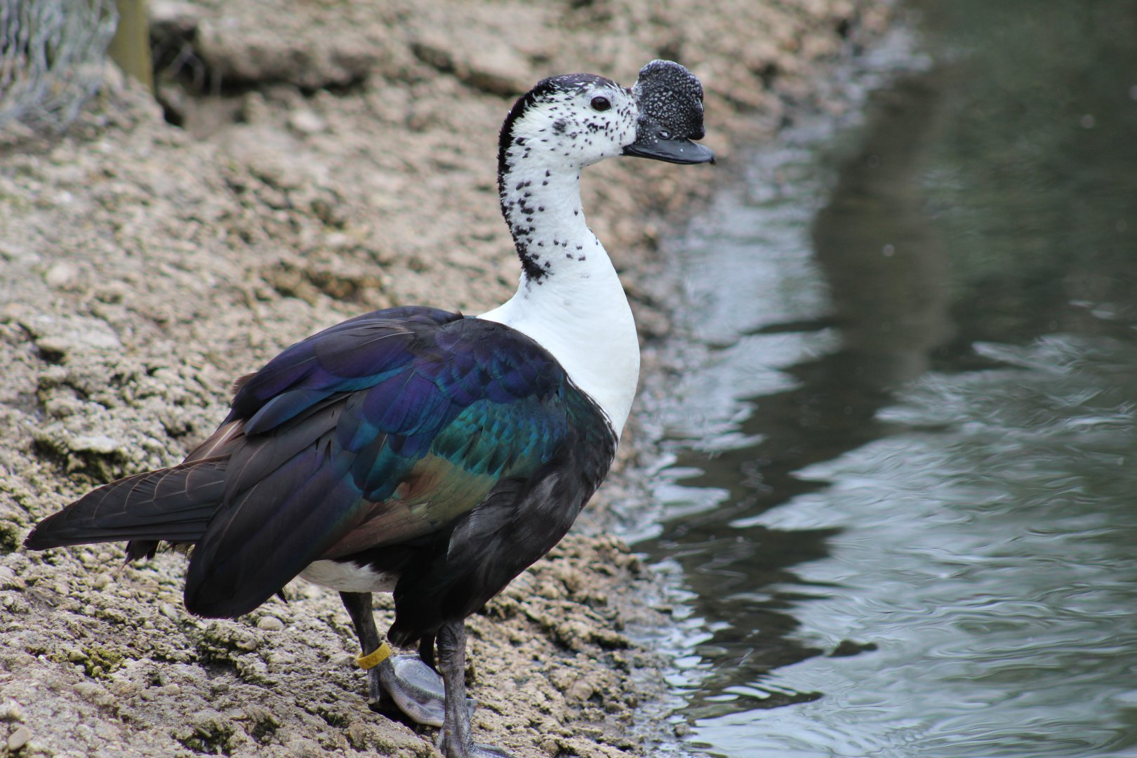 South American Comb Duck