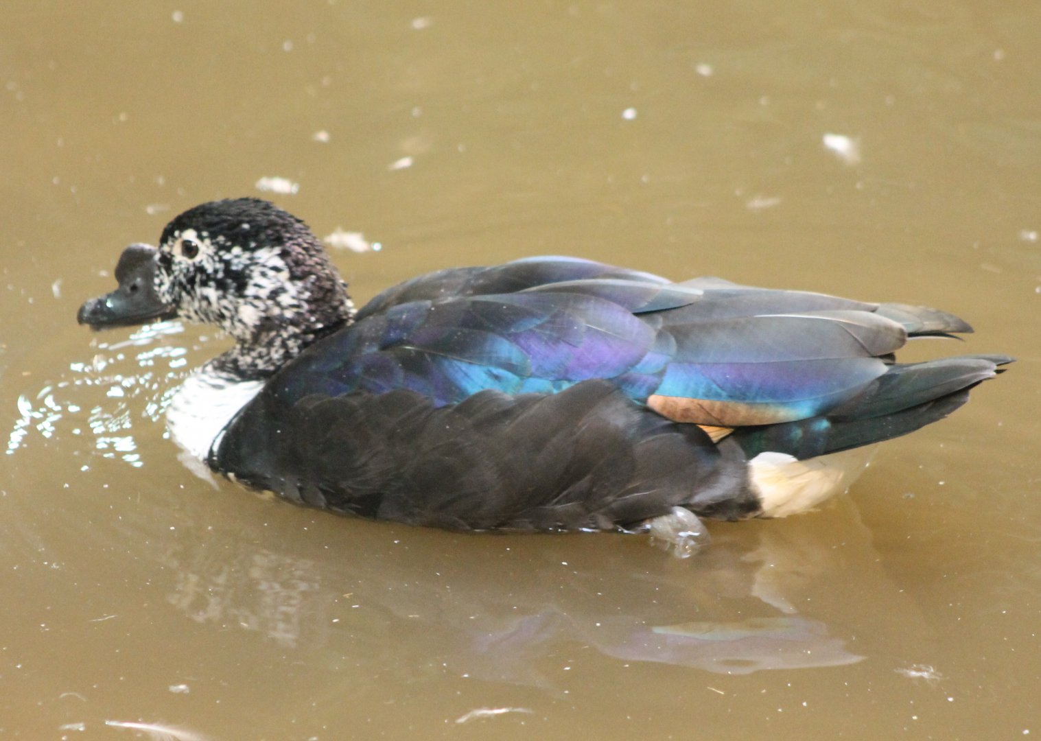South American comb duck
