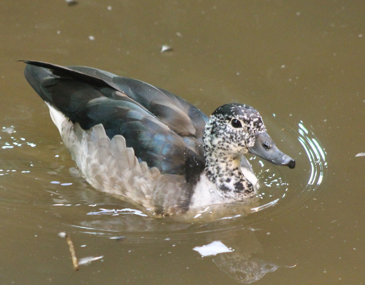 South American comb duck